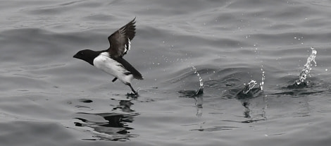 HDS01-23, Day 10, Little Auk - Andrew Crowder © Andrew Crowder - Oceanwide Expeditions.jpeg