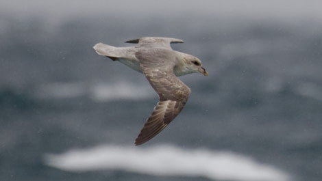 HDS01-23, Day 10, Northern Fulmar - Andrew Crowder © Andrew Crowder - Oceanwide Expeditions.jpeg