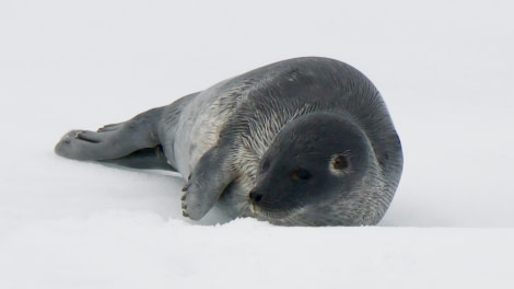 HDS04-23, Day 5, Ringed Seal pup - Andrew Crowder © Andrew Crowder - Oceanwide Expeditions.jpeg