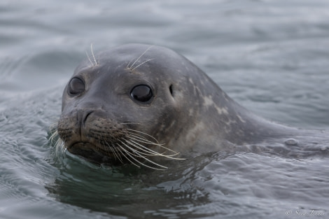 HDS04-23, Day 7, Harbour Seal © Sara Jenner - Oceanwide Expeditions.jpg