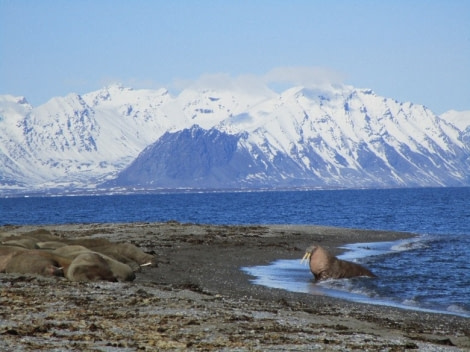 PLA04-23, Day 2, Walrus, Poolepynten © Unknown photographer - Oceanwide Expeditions.jpg