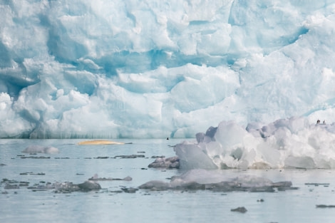 PLA05-23, Day 4, Beluga © Unknown photographer - Oceanwide Expeditions.jpg