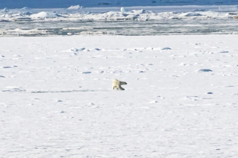 PLA05-23, Day 6, Polar bear © Unknown photographer - Oceanwide Expeditions.jpg