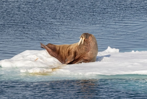 PLA05-23, Day 6, Walrus © Unknown photographer - Oceanwide Expeditions.jpg