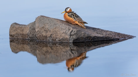 HDS05-23, Day 3, Grey phalarope 1 © Sara Jenner - Oceanwide Expeditions.jpg