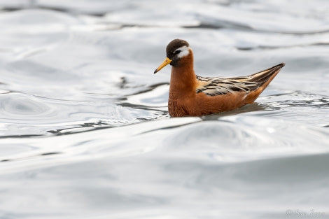 HDS05-23, Day 4, Grey Phalarope © Sara Jenner - Oceanwide Expeditions.jpg