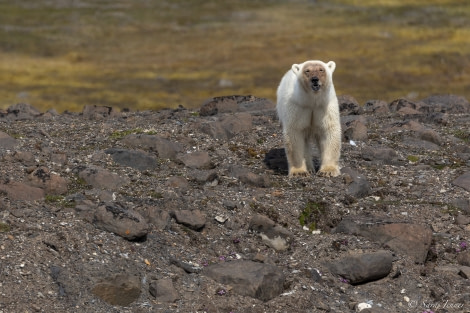 HDS05-23, Day 4, Polar Bear 1 © Sara Jenner - Oceanwide Expeditions.jpg