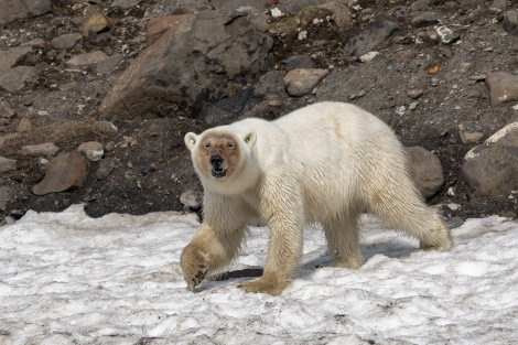 HDS05-23, Day 4, Polar Bear 3 © Sara Jenner - Oceanwide Expeditions.jpg