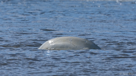 HDS05-23, Day 5, Beluga 1 © Sara Jenner - Oceanwide Expeditions.jpg