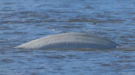 HDS05-23, Day 5, Beluga 2 © Sara Jenner - Oceanwide Expeditions.jpg