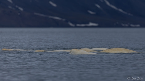 HDS05-23, Day 7, Belgua whales © Sara Jenner - Oceanwide Expeditions.jpg