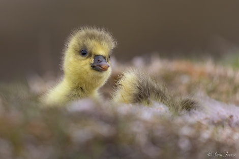 HDS05-23, Day 7, Pink footed gosling © Sara Jenner - Oceanwide Expeditions.jpg