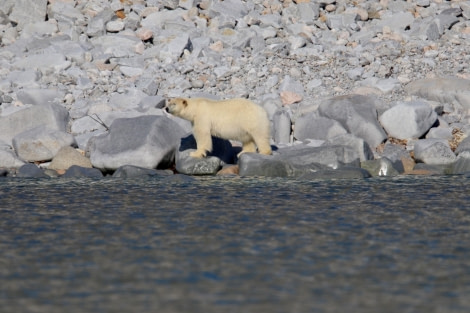 PLA06-23, Day 6, Polar bear © Unknown photographer - Oceanwide Expeditions.jpg