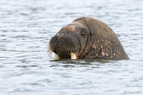 HDS06-23, Day 3, Walrus © Sara Jenner - Oceanwide Expeditions.jpg