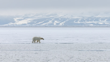 HDS06-23, Day 5, Polar bear 1 © Sara Jenner - Oceanwide Expeditions.jpg