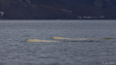 HDS06-23, Day 8, Beluga whales © Sara Jenner - Oceanwide Expeditions.jpg