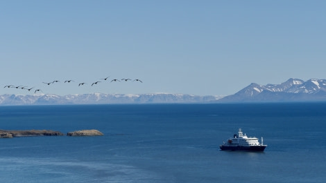 HDS06-23, Day 9, AlkhornetMeikeSjoer © Meike Sjoer - Oceanwide Expeditions.JPG