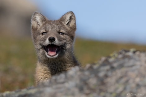 HDS06-23, Day 9, Fox cub 8 © Sara Jenner - Oceanwide Expeditions.jpg