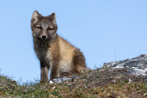 HDS06-23, Day 9, Fox cub 6 © Sara Jenner - Oceanwide Expeditions.jpg