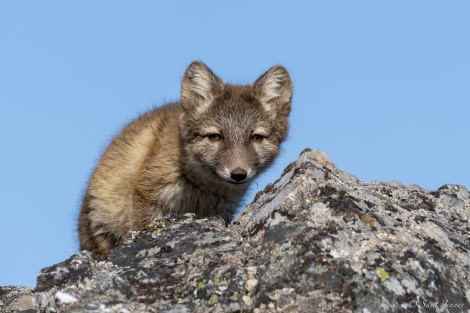 HDS06-23, Day 9, Fox cub 9 © Sara Jenner - Oceanwide Expeditions.jpg