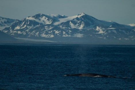 PLA07-23, Day 1, Blue whale © Unknown photographer - Oceanwide Expeditions.jpg