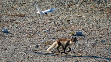 PLA07-23, Day 2, Arctic tern attacking a fox © Unknown photographer - Oceanwide Expeditions.jpg