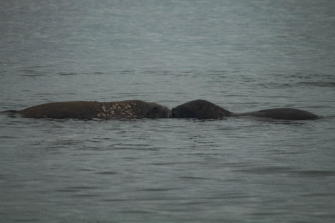 PLA07-23, Day 7, Walruses © Unknown photographer - Oceanwide Expeditions.jpg