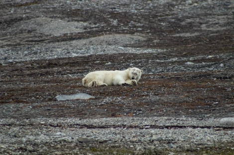 PLA08-23, Day 5, Polar bear © Unknown photographer - Oceanwide Expeditions.jpg