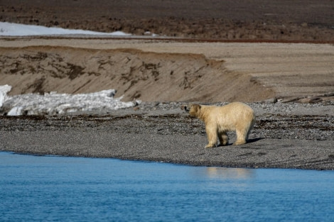 PLA08-23, Day 6, Polar bear on the shore © Unknown photographer - Oceanwide Expeditions.jpg