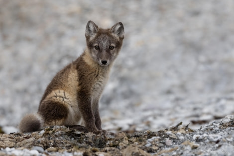 HDS09-23, Day 2, Arctic Fox © Sara Jenner - Oceanwide Expeditions.jpg