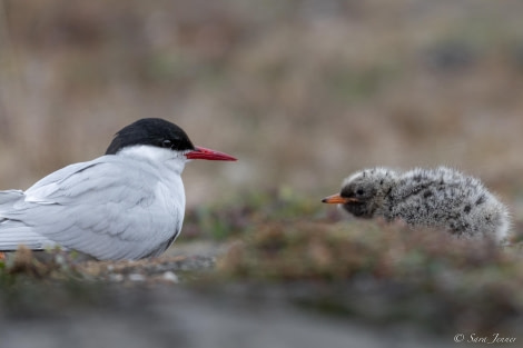 HDS09-23, Day 2, Arctic tern chick 2 © Sara Jenner - Oceanwide Expeditions.jpg