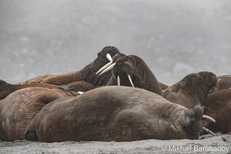 HDS09-23, Day 3, 02394-2 © Mikhail Barabanov - Oceanwide Expeditions.jpg