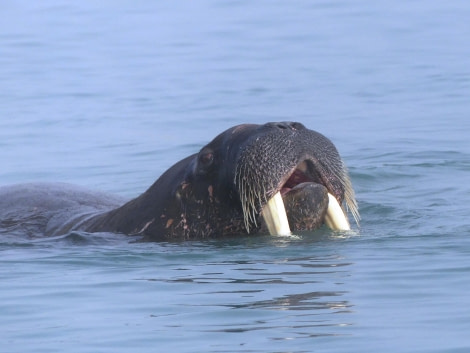 HDS09-23, Day 3, Walrus 2 © Unknown photographer - Oceanwide Expeditions.JPG