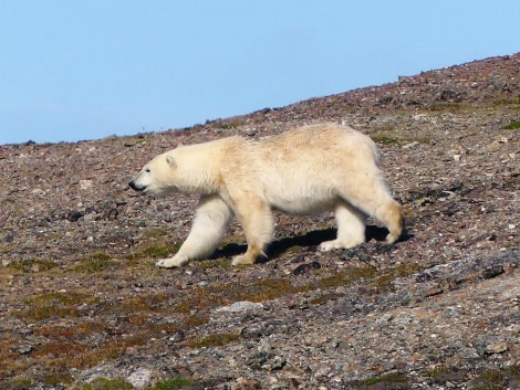 HDS09-23, Day 4, Polar Bear 1 JFR © Unknown photographer - Oceanwide Expeditions.JPG