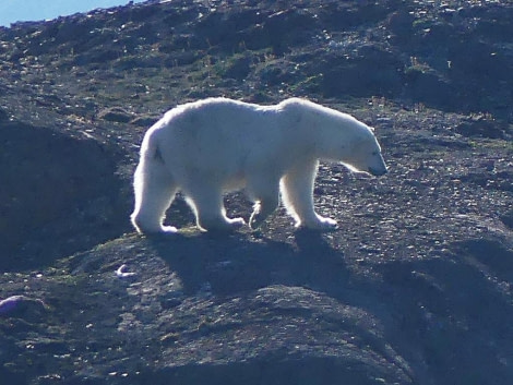 HDS09-23, Day 4, Polar Bear 3 © Unknown photographer - Oceanwide Expeditions.JPG