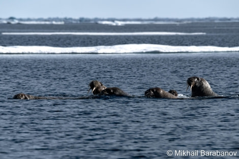 HDS09-23, Day 5, 02563-2 © Mikhail Barabanov - Oceanwide Expeditions.jpg