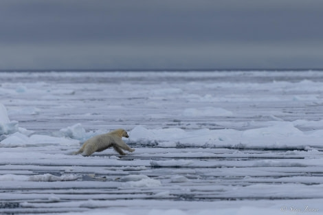 HDS09-23, Day 5, Polar Bear 2 © Sara Jenner - Oceanwide Expeditions.jpg