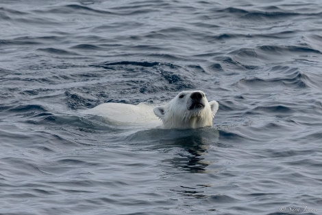 HDS09-23, Day 5, Polar Bear 3 © Sara Jenner - Oceanwide Expeditions.jpg