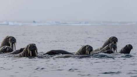 HDS09-23, Day 6, Walrus phippsoya © Sara Jenner - Oceanwide Expeditions.jpg