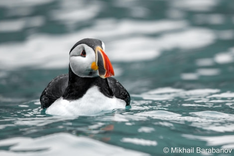 HDS09-23, Day 2, 02367-2 © Mikhail Barabanov - Oceanwide Expeditions.jpg