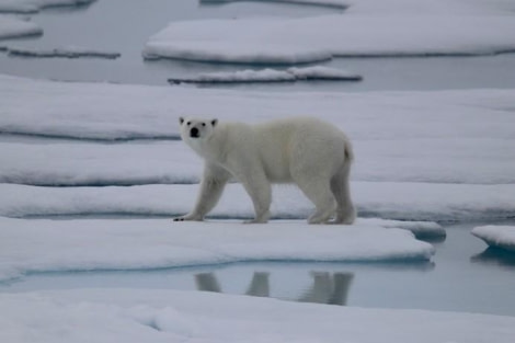 PLA09-23, Day 4, Bear on ice © Unknown photographer - Oceanwide Expeditions.jpg