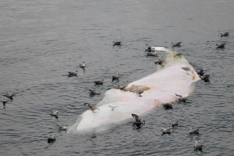 PLA09-23, Day 4, Birds on ice © Unknown photographer - Oceanwide Expeditions.jpg