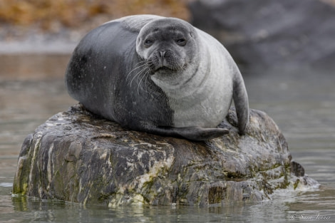 HDS10x23, Day 2, Harbour seal © Unknown photographer - Oceanwide Expeditions.jpg