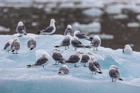 HDS10x23, Day 2, Kittiwakes on ice © Martin Anstee - Oceanwide Expeditions.jpg