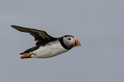 HDS10x23, Day 2, Puffin 4 © Sara Jenner - Oceanwide Expeditions.jpg