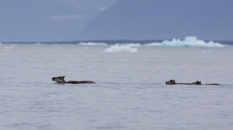 HDS10x23, Day 4, Swimming reindeer © Sara Jenner - Oceanwide Expeditions.jpg