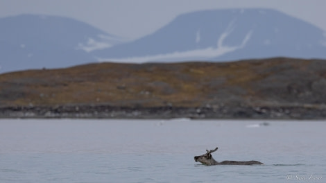 HDS10x23, Day 4, Swimming reindeer 1 © Sara Jenner - Oceanwide Expeditions.jpg