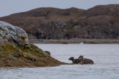 HDS10x23, Day 4, Swimming reindeers © Sara Jenner - Oceanwide Expeditions.jpg