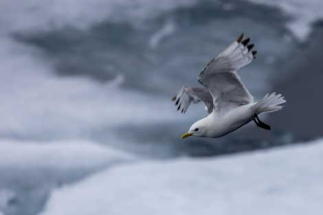 HDS10x23, Day 5, Kittiwake 2 © Martin Anstee - Oceanwide Expeditions.jpg