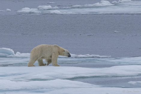 HDS10x23, Day 5, Polar Bear 1 © Sara Jenner - Oceanwide Expeditions.jpg